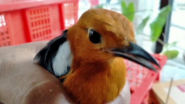 Karantina Denpasar gagalkan penyelundupan ribuan ekor burung kicau menuju Jogja (dok Istimewa)