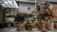 Petani mengaku, penjualan tanaman kaktus mini yang dijual mengalami peningkatan 200 persen.