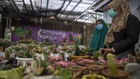Kaktus tersebut dijual dengan harga Rp.35 ribu per batang hingga Rp.2 juta.