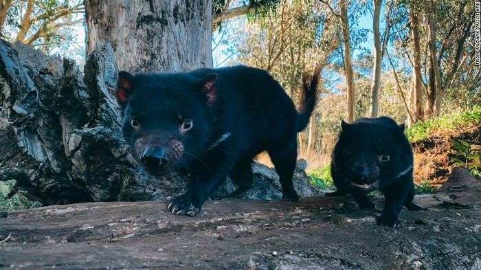 Tasmanian Devil