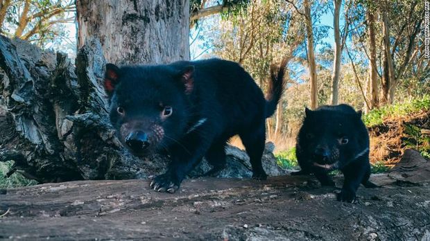 Tasmanian Devil