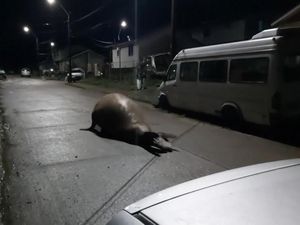 Bagaimana Jadinya Kalau Gajah Laut Nyasar ke Jalan?