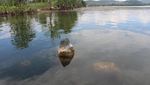 Potret Benda-Benda Purbakala yang Muncul di Danau Sentani Saat Surut