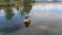 Foto: Batu perempuan di Situs Batu Beranak, Pulau Mantai, Danau Sentani bagian barat. (Dokumen Badan Arkeologi Papua)