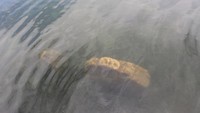 Foto: Batu anak di Situs Batu Beranak, Pulau Mantai, Danau Sentani bagian barat. (Dokumen Badan Arkeologi Papua)
