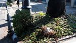 Deretan Pot Bunga di Dago Rusak