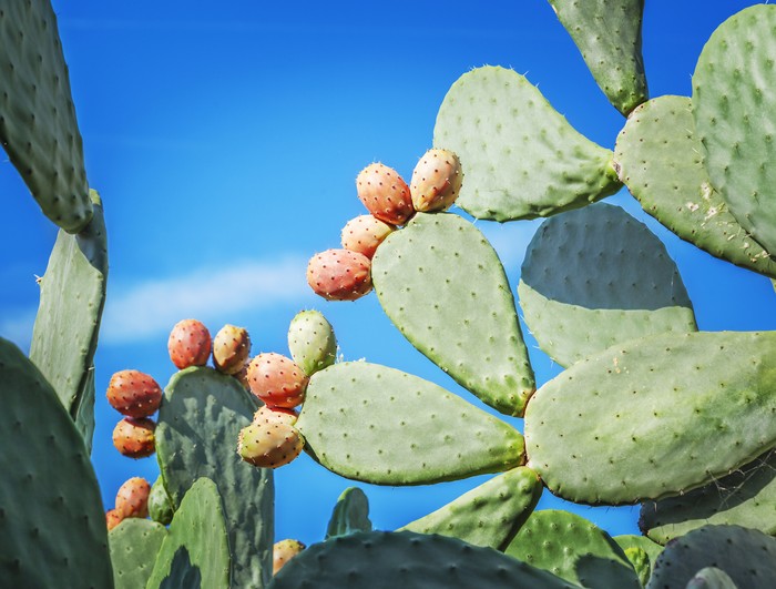 Indian fig against blue sky.