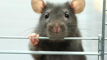 Tikus ada di mana-mana, terutama di mana manusia berada. Meskipun total ada 2.200 spesies dari keluarga Rodensia, yang paling terkenal adalah berang-berang, marmot, tupai, dan tikus. Makhluk mirip hewan pengerat telah ada di Bumi selama sekitar 66 juta tahun, yang berarti mereka muncul tepat setelah kepunahan dinosaurus. Foto: Brightside