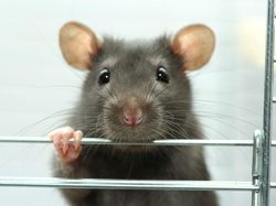 Ternyata Hewan-hewan Ini Sudah Jutaan Tahun Ada Sebelum Manusia