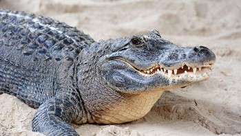 Nenek moyang aligator berevolusi sekitar 245 juta tahun yang lalu. Namun kerabat terdekat aligator, buaya, muncul 80 juta tahun yang lalu. Foto: Brightside