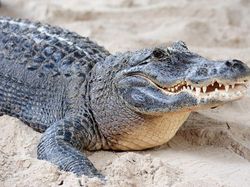 Ternyata Hewan-hewan Ini Sudah Jutaan Tahun Ada Sebelum Manusia