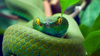 Ular telah berevolusi dari reptil berkaki 4, mungkin dari kadal darat atau reptil laut yang diketahui muncul di Bumi 100 juta tahun lalu. Sama seperti kelelawar, kebanyakan ular berukuran kecil dan memiliki tulang yang rapuh, sehingga sulit untuk menemukan fosilnya. Foto: Brightside