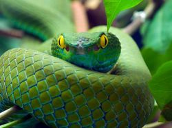 Ternyata Hewan-hewan Ini Sudah Jutaan Tahun Ada Sebelum Manusia