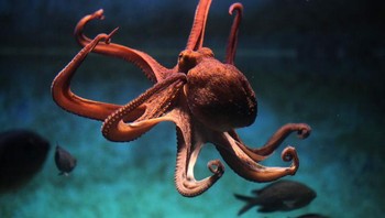 Meskipun beberapa percaya bahwa gurita turun dari luar angkasa dengan meteor es sebagai telur, beberapa ilmuwan percaya bahwa mereka telah ada di Bumi selama 135 juta tahun. Gurita berkerabat dekat dengan cumi-cumi, hanya sistem sarafnya yang berbeda. Foto: Brightside
