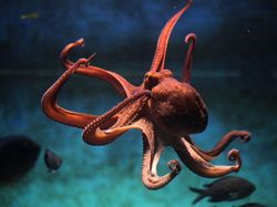 Ternyata Hewan-hewan Ini Sudah Jutaan Tahun Ada Sebelum Manusia