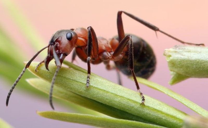 Kumpulan Hewan Telah Ada di Bumi Lebih Lama Dari Manusia