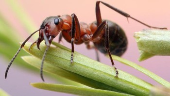 Semut pertama muncul 140-168 juta tahun yang lalu dan ini berarti mereka ada bersama dengan dinosaurus.  Foto: Brightside