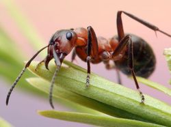 Ternyata Hewan-hewan Ini Sudah Jutaan Tahun Ada Sebelum Manusia