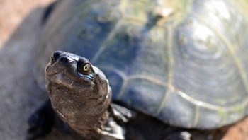 Kura-kura telah berjalan di bumi selama 200 hingga 300 juta tahun dan ini menjadikan mereka hewan yang sangat purba, terutama jika dibandingkan dengan manusia. Fosil tertua ditemukan belum lama ini di provinsi Guizhou China pada tahun 2007 dan berumur 220 juta tahun. Foto: Brightside