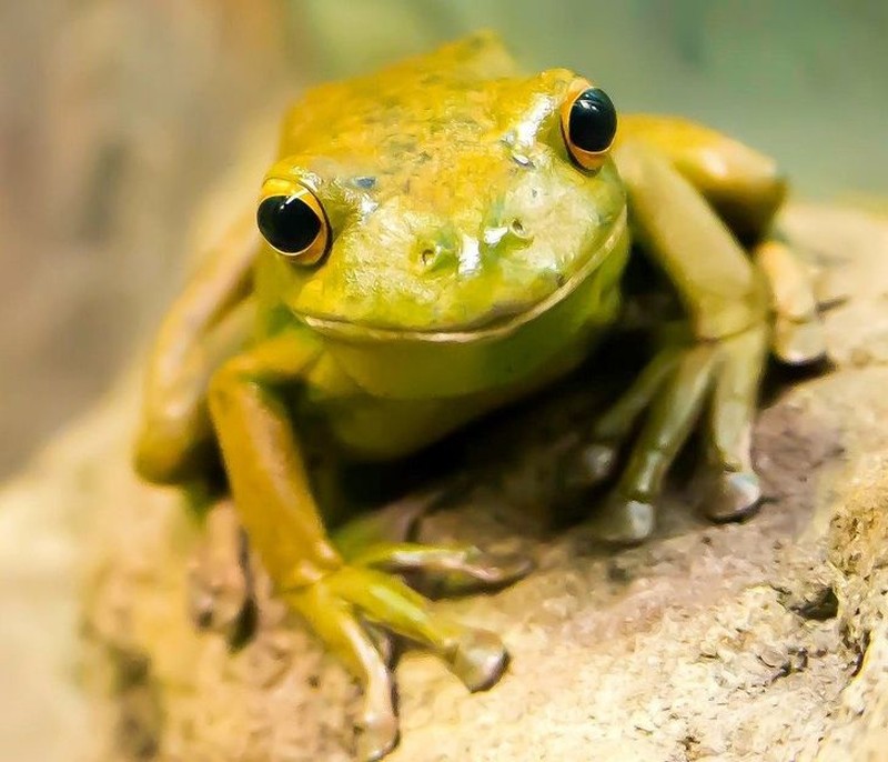 Kumpulan Hewan Telah Ada di Bumi Lebih Lama Dari Manusia