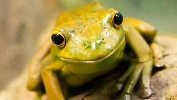 Fosil katak tertua yang pernah ditemukan berumur 265 juta tahun dan ditemukan di Madagaskar. Saat ini terdapat katak di seluruh dunia, tetapi area yang paling terkonsentrasi adalah hutan hujan tropis. Foto: BrightsideKaki seribu adalah makhluk yang tangguh dan sukses. Mereka telah menangani limbah sayuran selama 420 juta tahun. Faktanya, mereka adalah yang pertama bergerak di darat dan beberapa fosil tertua yang pernah ditemukan. Saat ini ada lebih dari 13.000 spesies kaki seribu di setiap benua kecuali Antartika. Foto: Brightside