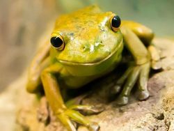 Ternyata Hewan-hewan Ini Sudah Jutaan Tahun Ada Sebelum Manusia