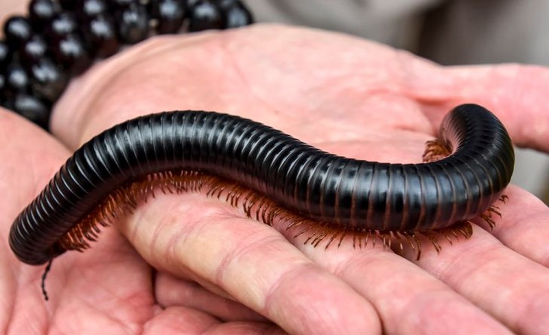 Kumpulan Hewan Telah Ada di Bumi Lebih Lama Dari Manusia