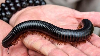 Kaki seribu adalah makhluk yang tangguh dan sukses. Mereka telah menangani limbah sayuran selama 420 juta tahun. Faktanya, mereka adalah yang pertama bergerak di darat dan beberapa fosil tertua yang pernah ditemukan. Saat ini ada lebih dari 13.000 spesies kaki seribu di setiap benua kecuali Antartika. Foto: Brightside