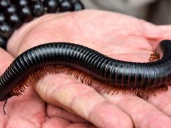 Ternyata Hewan-hewan Ini Sudah Jutaan Tahun Ada Sebelum Manusia