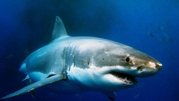 Fosil hiu tertua berusia sekitar 450 juta tahun. Ini berarti mereka ada di Bumi bahkan sebelum dinosaurus. Dalam 439 juta tahun terakhir, ada 5 kepunahan besar dan hiu bertahan dari semuanya. Foto: Brightside