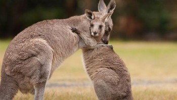 Kanguru, 20 juta tahun. Fakta menarik tentang nenek moyang kanguru yang telah punah 10-15 juta tahun yang lalu adalah bahwa mereka tidak melompat dengan 2 kaki, tetapi berjalan dengan 4 kaki. Foto: Brightside