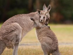 Ternyata Hewan-hewan Ini Sudah Jutaan Tahun Ada Sebelum Manusia