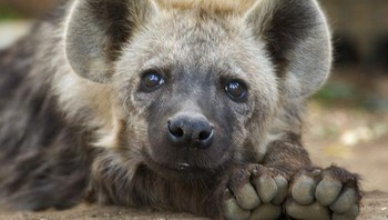 Hyena, 22 juta tahun. Hyena pertama kali muncul 22 juta tahun yang lalu dan mereka sangat mirip dengan musang Afrika saat ini, para leluhur mereka memiliki kaki yang lebih panjang dan rahang yang runcing. Foto: Brightside