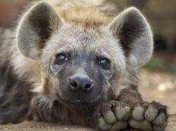 Ternyata Hewan-hewan Ini Sudah Jutaan Tahun Ada Sebelum Manusia