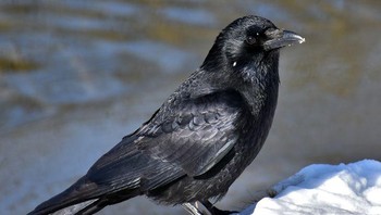 Ada DNA tertua dari nenek moyang burung gagak berusia 30 juta tahun dan ditemukan di sebuah pulau di utara Australia. Foto: Brightside