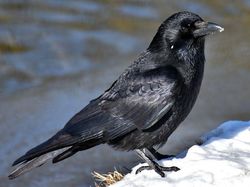 Ternyata Hewan-hewan Ini Sudah Jutaan Tahun Ada Sebelum Manusia