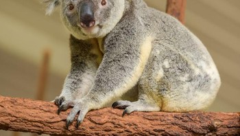 Selama 30 juta tahun spesies koala sudah ada di bumi. Mereka sudah hidup sejak Australia dipisahkan sebagai sebuah benua, yang artinya kemungkinan besar koala hanya tinggal di sana. Foto: Brightside