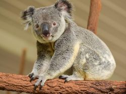 Ternyata Hewan-hewan Ini Sudah Jutaan Tahun Ada Sebelum Manusia