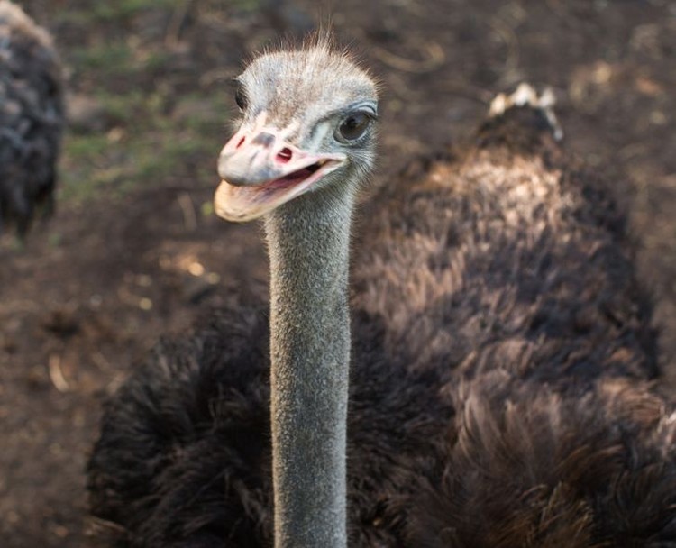 Kumpulan Hewan Telah Ada di Bumi Lebih Lama Dari Manusia Kumpulan Hewan Telah Ada di Bumi Lebih Lama Dari Manusia