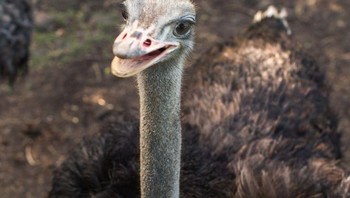 Nenek moyang burung unta berasal dari burung yang sekarang dikenal sebagai Palaeoits. Fosil tertua ditemukan pada tahun 1930-an di Eropa tengah, yang menunjukkan bahwa mereka telah berada di Bumi selama sekitar 40 juta tahun. Namun, catatan fosil burung unta modern berasal dari 20 hingga 23 juta tahun yang lalu. Foto: Brightside