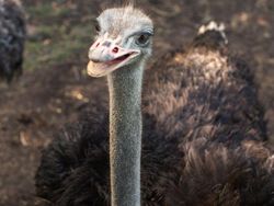 Ternyata Hewan-hewan Ini Sudah Jutaan Tahun Ada Sebelum Manusia