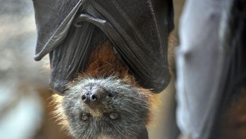 Karena tulangnya yang ringan membuat  fosil kelelawar sulit ditemukan. Namun, sedikit yang telah ditemukan telah memberi kita beberapa kesimpulan tentang berapa lama mereka berada di planet kita. Jadi, fosil paling awal berasal dari lebih dari 52 juta tahun yang lalu dan ditemukan di Wyoming, di Amerika Serikat, pada tahun 2003. Foto: Brightside