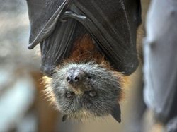 Ternyata Hewan-hewan Ini Sudah Jutaan Tahun Ada Sebelum Manusia