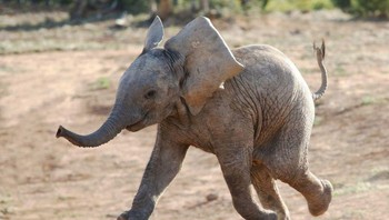 Gajah juga merupakan salah satu hewan paling tangguh. Lebih dari 300 spesies telah berjalan di bumi selama 55 juta tahun. Spesies pertama yang diketahui diyakini sebesar babi dan hidup di lingkungan berawa. Foto: Brightside
