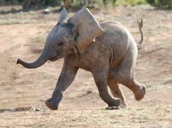 Ternyata Hewan-hewan Ini Sudah Jutaan Tahun Ada Sebelum Manusia