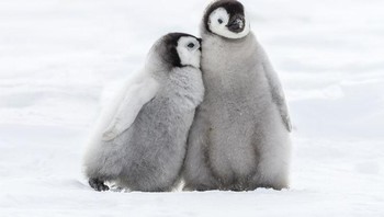 Fosil penguin tertua berasal dari 62 juta tahun yang lalu. Namun, nenek moyang penguin yang kita kenal sekarang berasal dari puluhan juta tahun yang lalu. Foto: Brightside