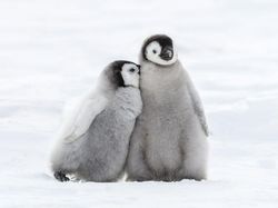 Ternyata Hewan-hewan Ini Sudah Jutaan Tahun Ada Sebelum Manusia