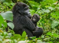 Kumpulan Hewan Telah Ada di Bumi Lebih Lama Dari Manusia