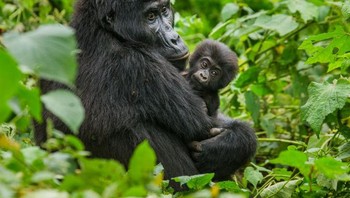 Primata yang termasuk gorila telah ada di Bumi selama 65 juta tahun, tetapi butuh beberapa juta tahun bagi nenek moyang untuk berevolusi menjadi gorila yang kita kenal sekarang. Saat ini, ada 500 spesies primata dan bahkan mungkin lebih. Foto: Brightside