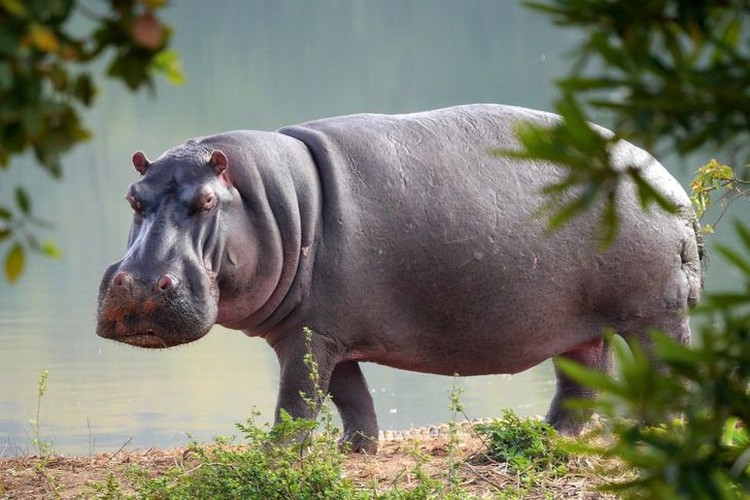 Kumpulan Hewan Telah Ada di Bumi Lebih Lama Dari Manusia Kumpulan Hewan Telah Ada di Bumi Lebih Lama Dari Manusia